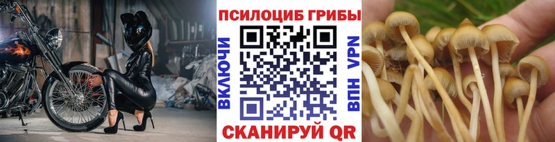 Купить закладки Старая Купавна Псилоцибиновые грибы Cubensis
